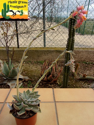 Echeveria Nebuleuse