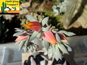 Echeveria Niobe