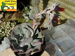 Echeveria Niobe