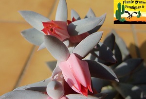 Echeveria Nouveaux Mondes