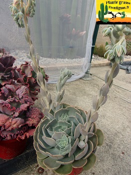 Echeveria Nuage