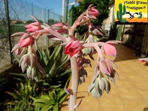 Echeveria Nymphe fleur rose