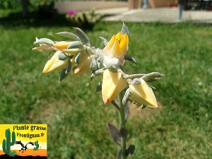 Echeveria Opium