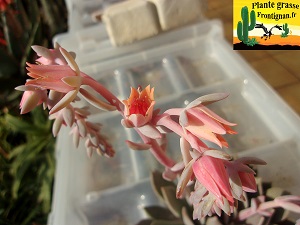 Echeveria Orient