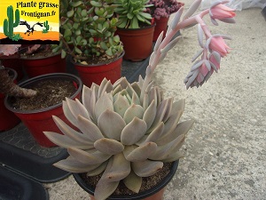 Echeveria Orient