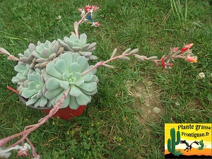 Echeveria Oxygene floraison