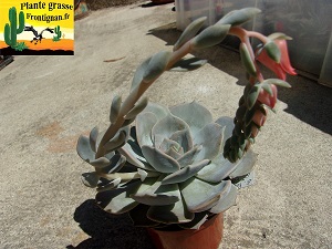 Echeveria Pahuljica