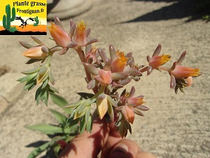 Echeveria Paradisa