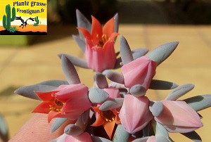 Echeveria Partisane