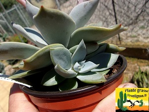 Echeveria Partisane