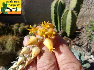 Echeveria Patience