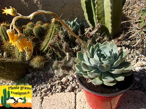 Echeveria Patience