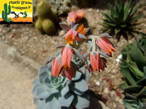 Echeveria Pecheur d Histoires