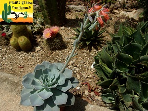 Echeveria Pecheur d Histoires