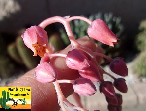 Echeveria Penelope