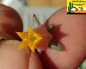 Echeveria Pitchoune