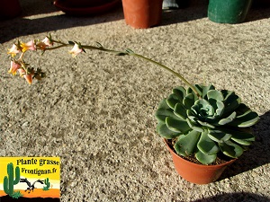 Echeveria Pitchoune