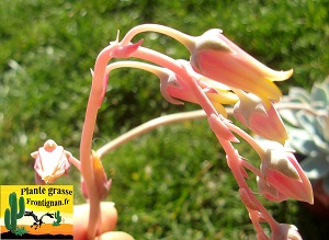 Echeveria Poudrage