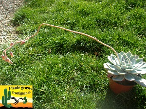 Echeveria Poudrage