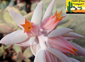 Echeveria Poudre Blanche