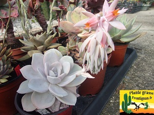 Echeveria Poudre Blanche