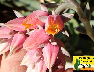 Echeveria Poussiere d Etoile