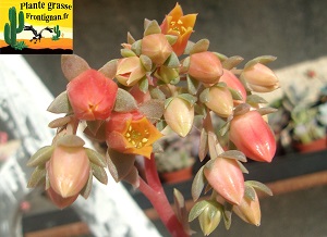 Echeveria Precieuse