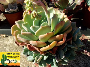 Echeveria Prescila