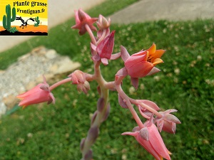 Echeveria Propaganda