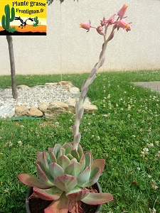 Echeveria Propaganda