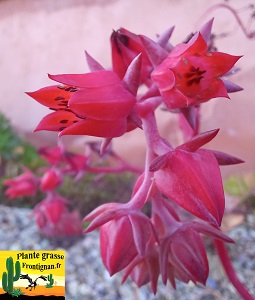 Echeveria Pure Essence fleur rouge