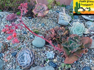 Echeveria Pure Essence