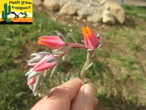 Echeveria Purgatoire