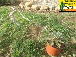 Echeveria Purgatoire