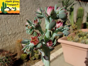 Echeveria Quasar