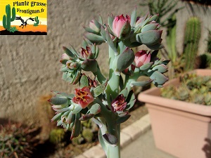 Echeveria Quasar