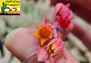 Echeveria Rhea