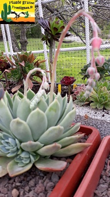 Echeveria Rhea