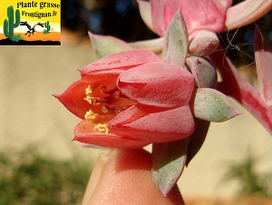 Echeveria rue de l Abeille