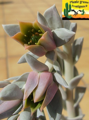 Echeveria Runnie