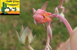 Echeveria Rycine