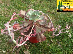 Echeveria Rycine
