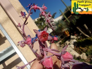 Echeveria Salambo