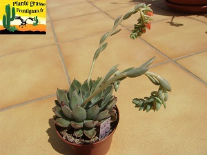 Echeveria Saphir