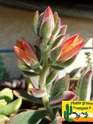 Echeveria Set Oliver fleur rouge