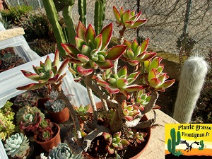 Echeveria Set Oliver