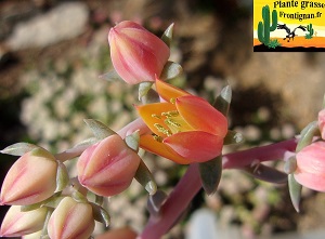 Echeveria Seti