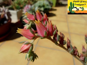 Echeveria Soleil Vert