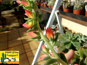 Echeveria Sortilge