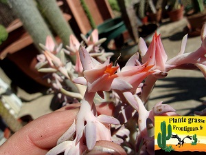 Echeveria Sp Bustamante